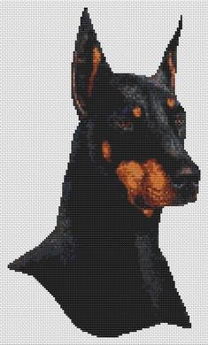 Doberman Pinscher - Black and Tan Doberman Pinscher - Black and Tan